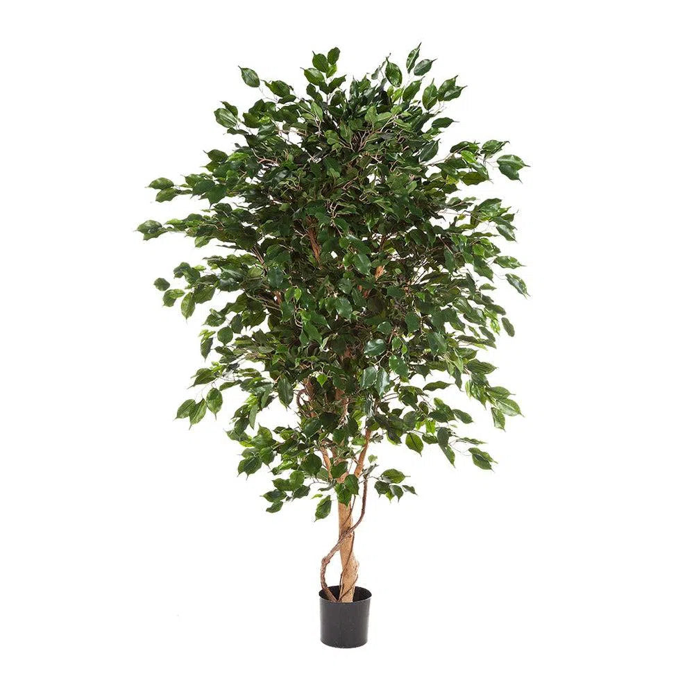 Künstlicher Ficus Benjamina Deluxe mit Echtholzstamm - Titus, 150 - 240 cm