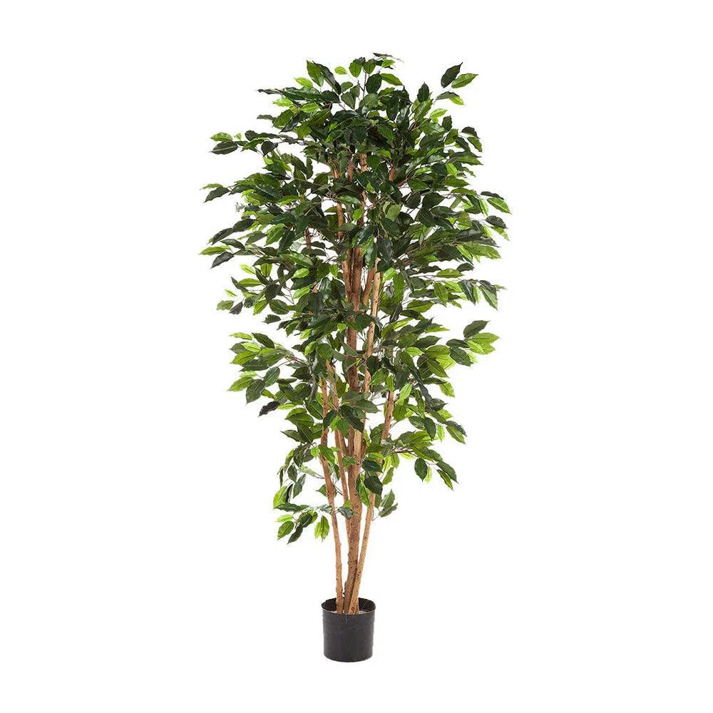 Künstlicher Ficus Benjamina mit Echtholzstamm - Badu, 120 - 210 cm
