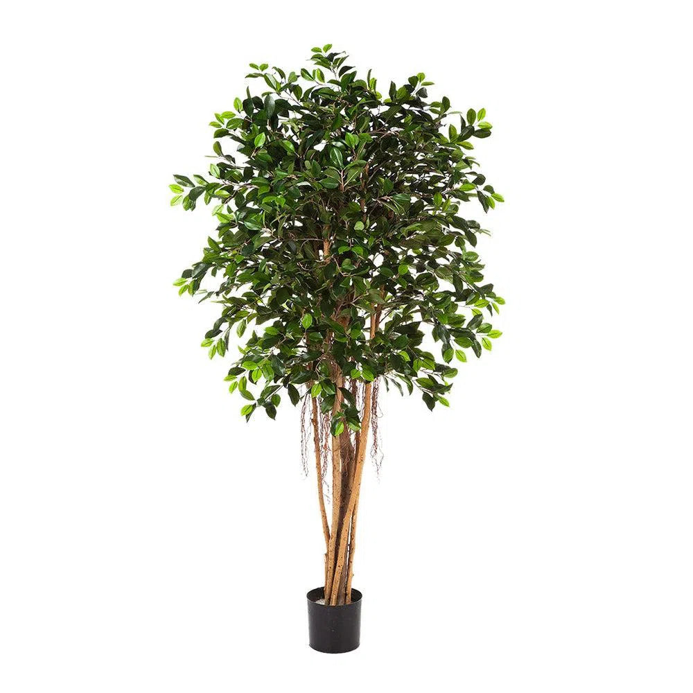 Künstlicher Ficus Benjamina mit Echtholzstamm - Bao, 150 - 210 cm